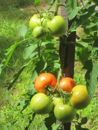 gardening-in-west-virginia-2