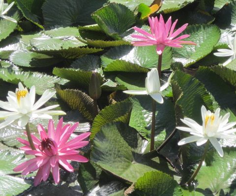 waterlilies-in-tahiti