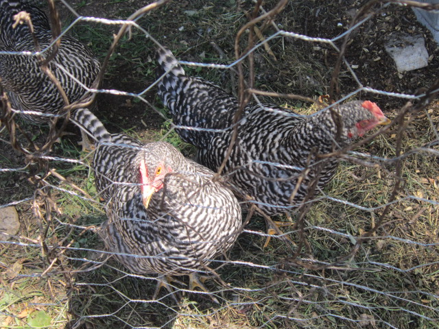 raising-chickens-in-west-virginia-1