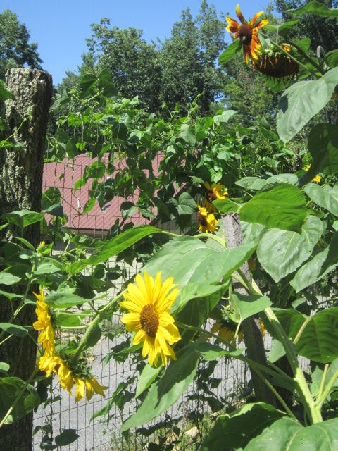 gardening-in-west-virginia